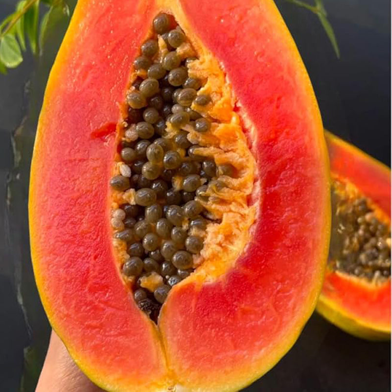 Semillas de papaya cremosa Red Heart: lo mejor de las papayas para su huerto casero: frutas ricas, dulces y llenas de nutrientes