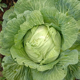 Early Wonder Green Cabbage Seeds