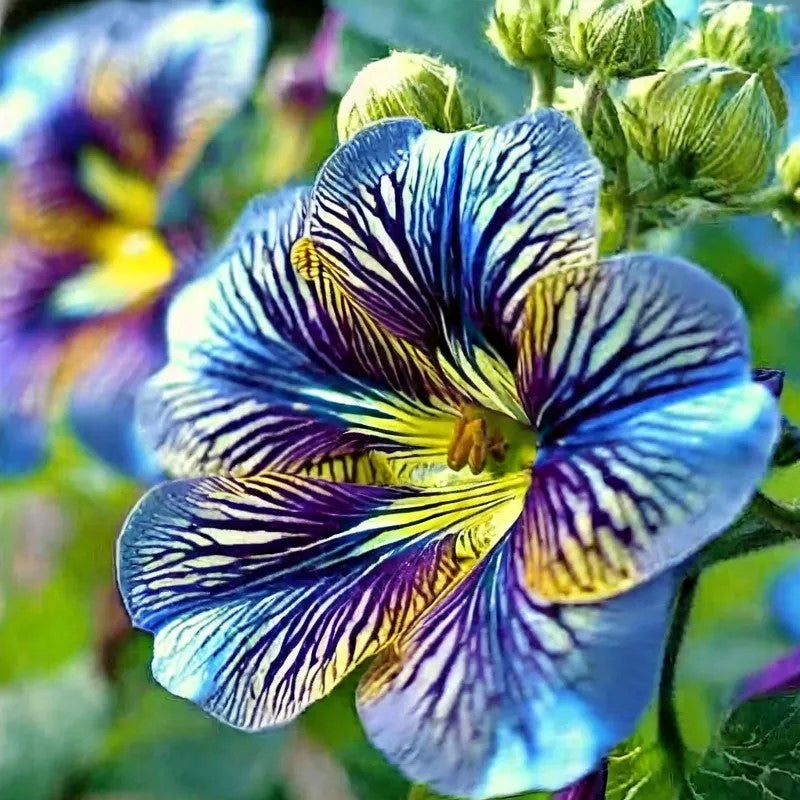 Velvet Trumpet Flower Seeds-Blue
