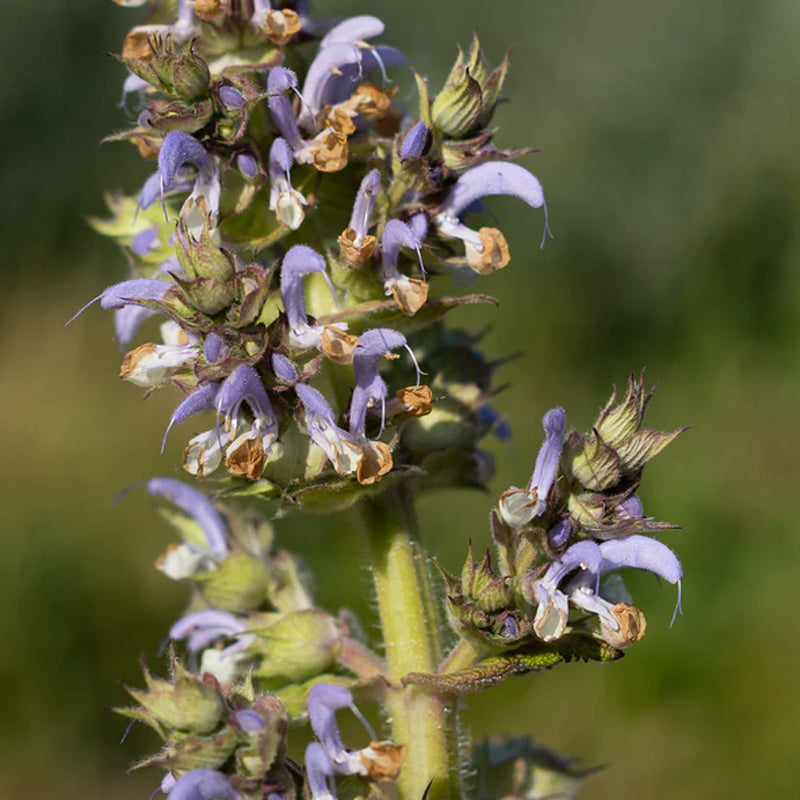 Clary Sage