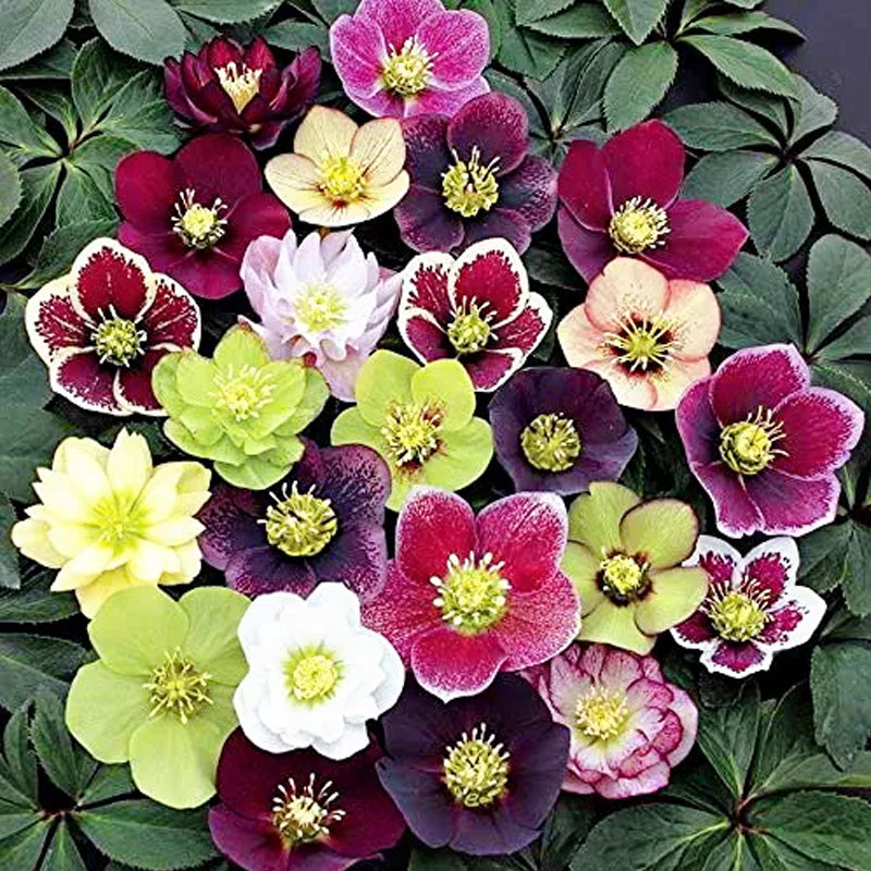 Colección Hellebore de Carnaval - Rosa de Navidad