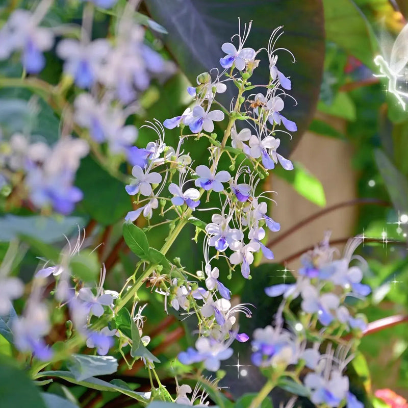 Blue Butterfly Flower Easy