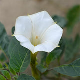 Morning Glory Vine Flower Plant Seeds, Easy to Grow, Perfect for Spring Garden
