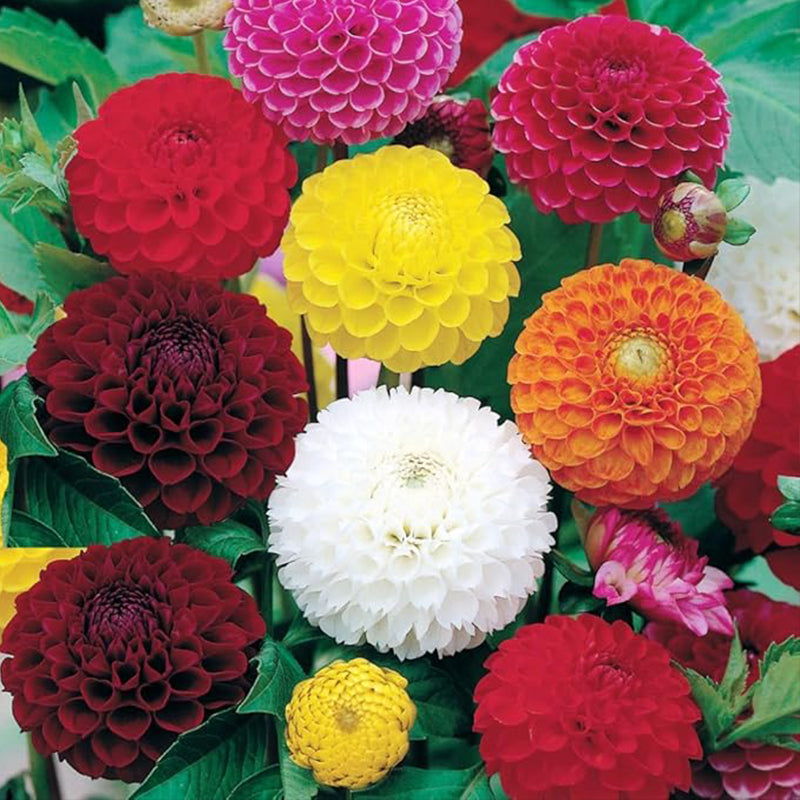 Semillas de pompón de bola de dalia, flores anuales hermosas para plantar