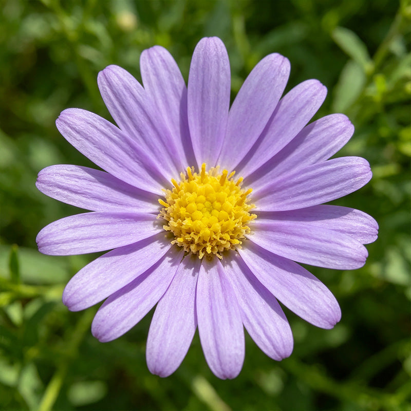 Lavender Purple Aster (Symphyotrichum novae-angliae) Seeds