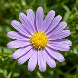 Lavender Purple Aster (Symphyotrichum novae-angliae) Seeds