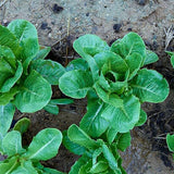 Parris Island Cos Romaine Lettuce Seeds Premium Vegetable Seeds