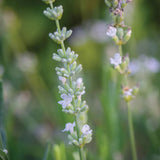 Lavender, Lacy Frills