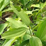Cinnamon Treen Seeds Green