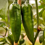 Pepper, Hot Jalapeno, Pot-a-Peño Hybrid