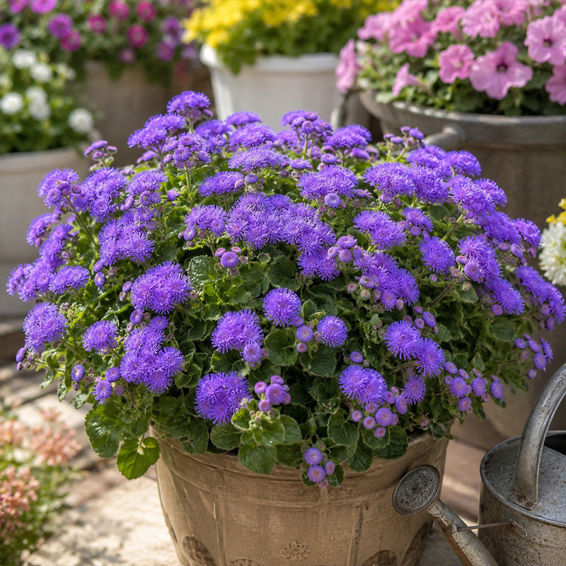 Vibrant Purple Floss Flower (Ageratum) Seeds