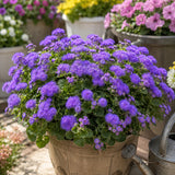 Vibrant Purple Floss Flower (Ageratum) Seeds