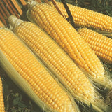 Sweet Corn Moonshine Seeds Annual Tall Yellow for Culinary