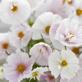 COSMOS CUPCAKE BLUSH FLOWER SEEDS