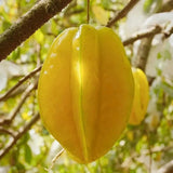 Sweet Starfruit Seeds-Four Seasons Potted