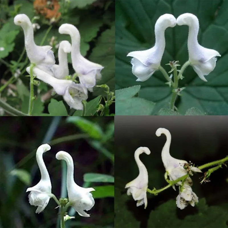 Rare Swan Flowers Seeds 