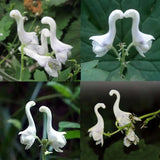 Rare Swan Flowers Seeds 