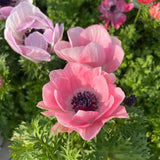 Double Anemone Seeds — Add Resilient Elegance to Your Garden!