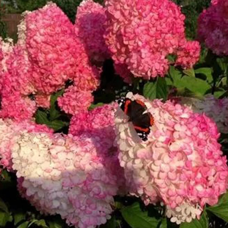 Hortensia con helado de fresa: belleza, reencuentro y gratitud