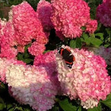 Hortensia con helado de fresa: belleza, reencuentro y gratitud