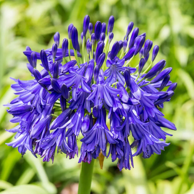 Agapanthus africanus 'Black Buddhist'