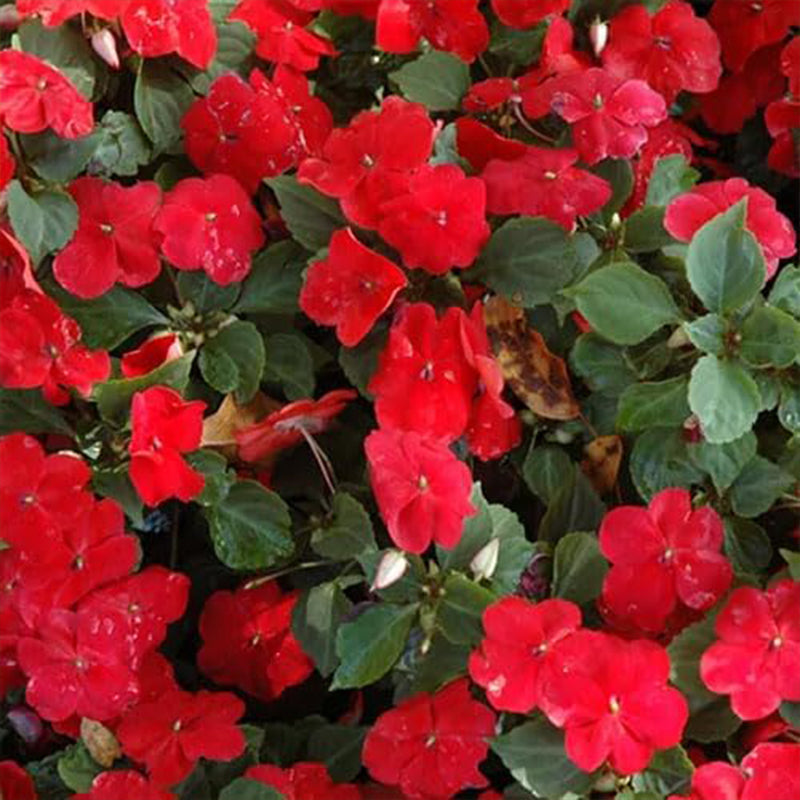 Semillas de flores de la planta Impatiens Baby Scarlet para plantar