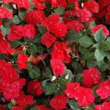 Semillas de flores de la planta Impatiens Baby Scarlet para plantar