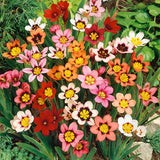 The Stunning Tricolor Wandflower Seeds Collection