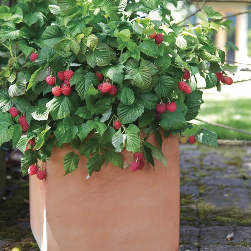 Everbearing Raspberry Organic Natural Seeds