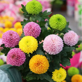 Colorful Ping Pong Chrysanthemum Seeds