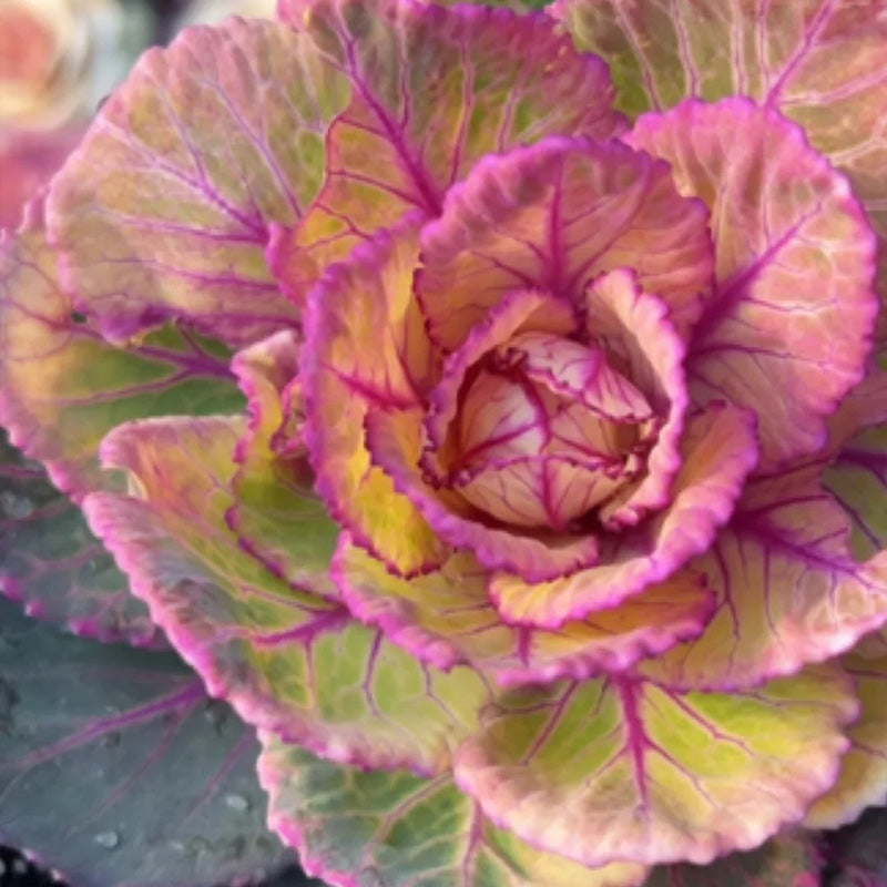 Winter-Cabaret Ornamental Kale Seeds