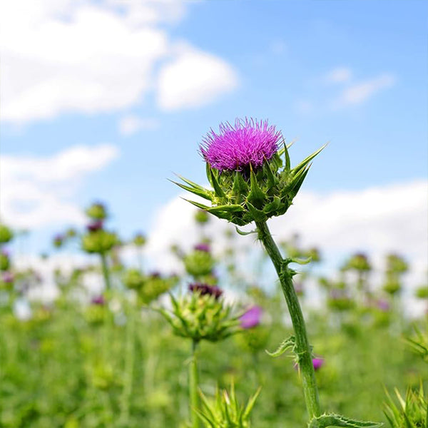 Biennial Milk Thistle Herb Seeds for Planting