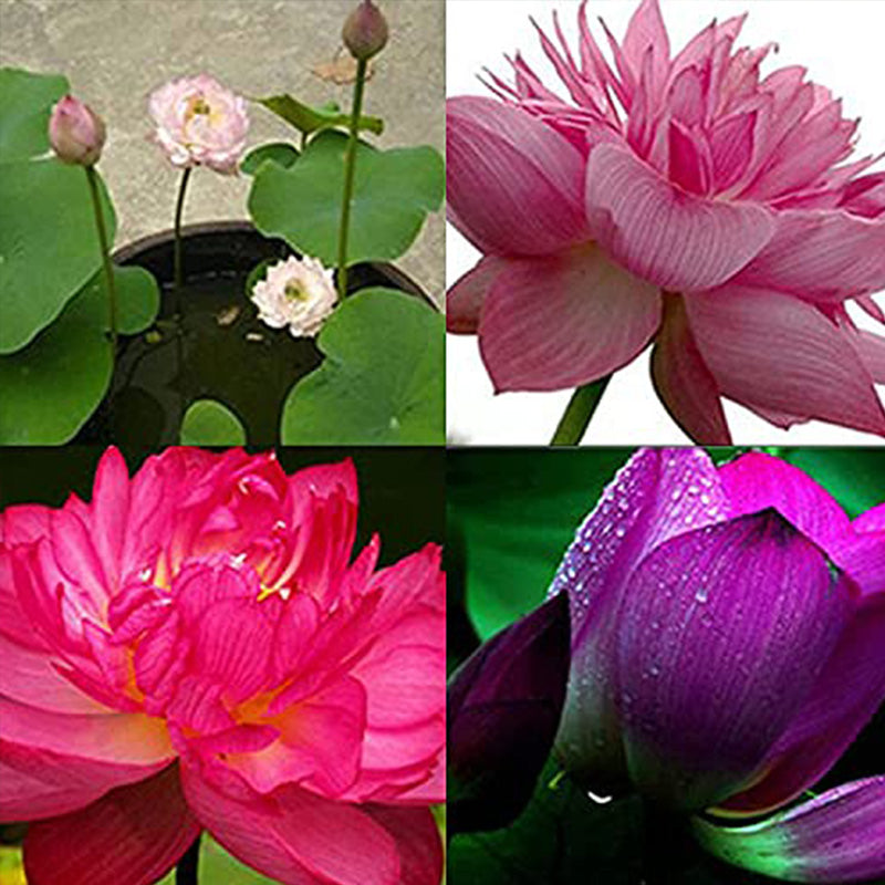 Mixed Bonsai Lotus Seeds