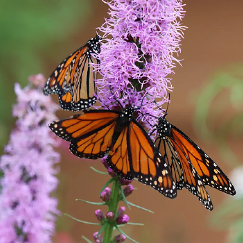 Prairie Blazing Star Seeds