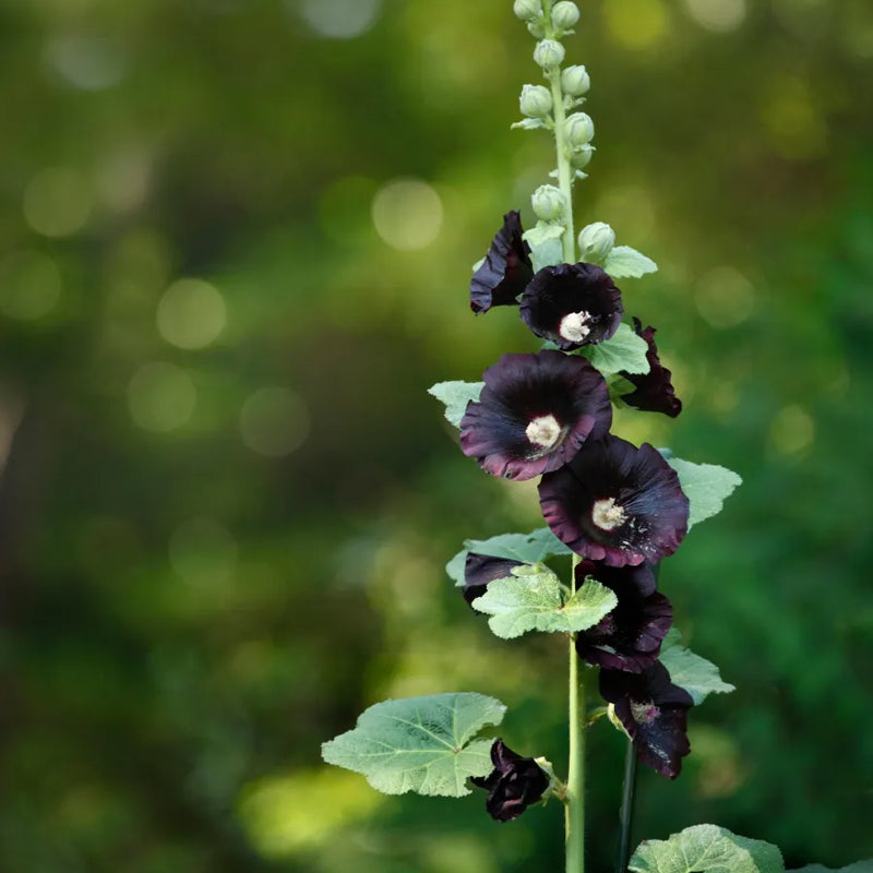 Malva real Enrique VIII Flor negra