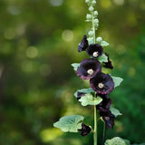 Malva real Enrique VIII Flor negra