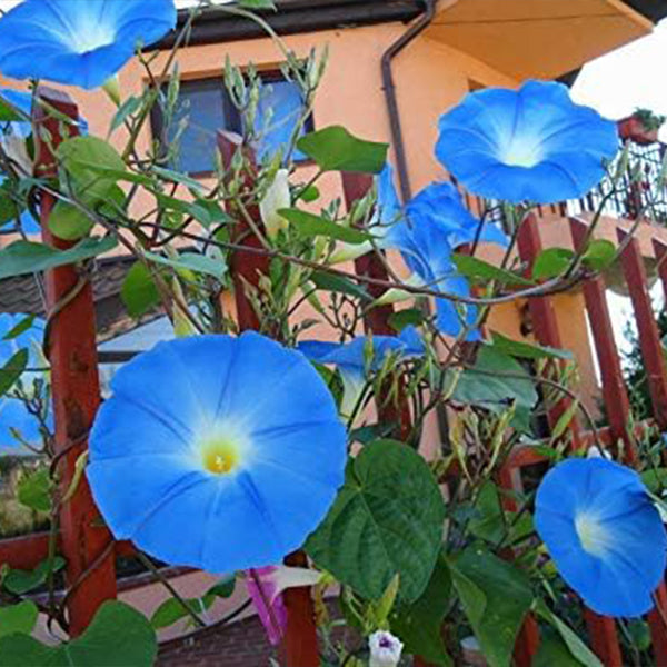 Hermosa enredadera trepadora Blue Morning Glory