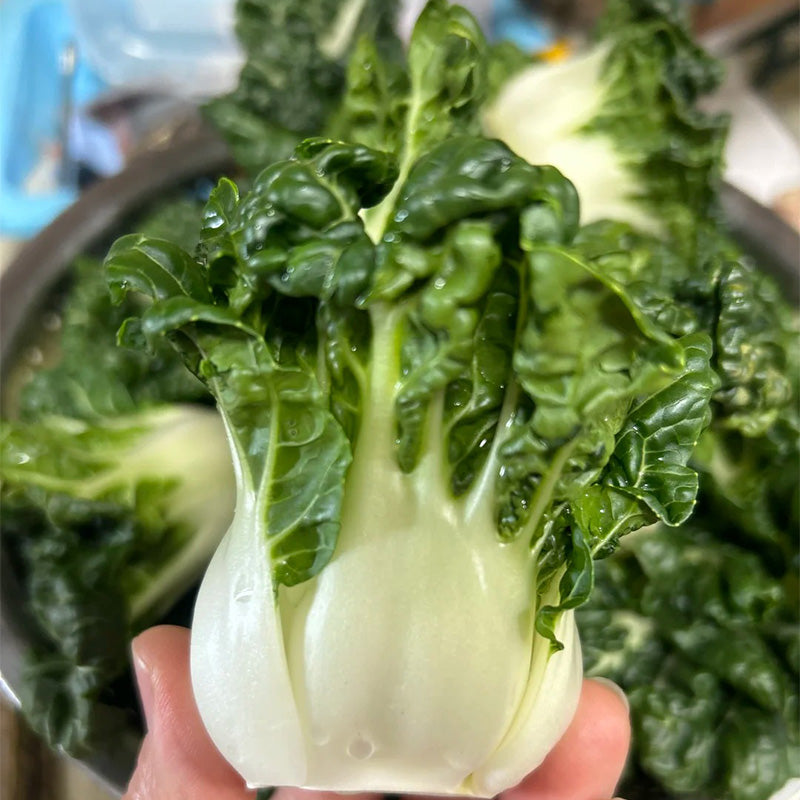 Heirloom Creamy White Stem Bok Choy Seeds