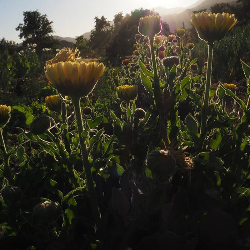 Sorbete de limón y caléndula