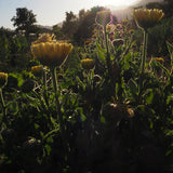 Sorbete de limón y caléndula