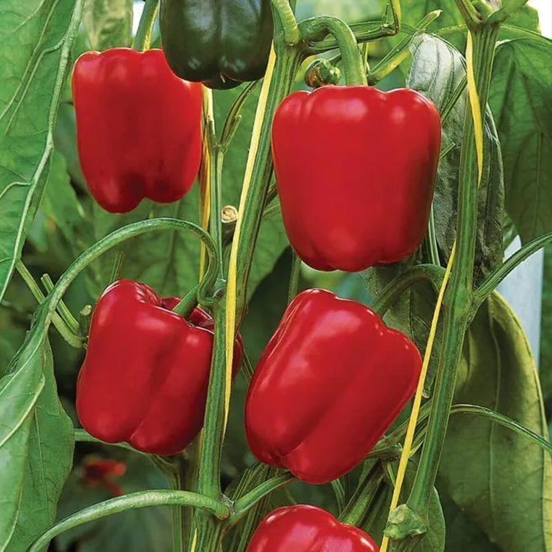 Pimienta Sprinter F1 Orgánica