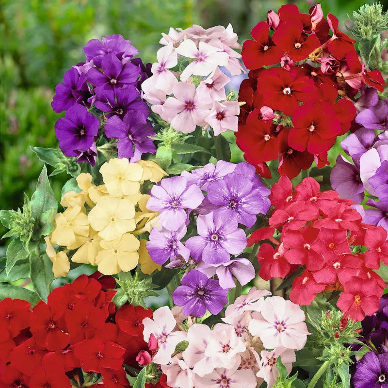 Phlox drummondii - Mezcla de plantas enanas