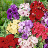 Phlox drummondii - Mezcla de plantas enanas
