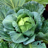 Classic Early Green Cabbage Seeds