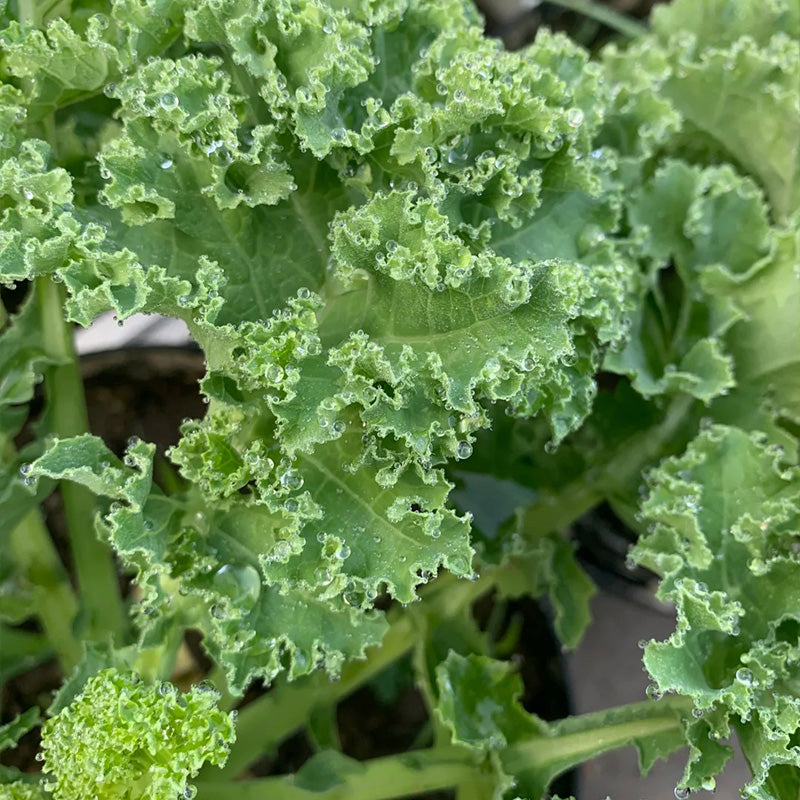 Crisp Morning Curly Kale Seeds