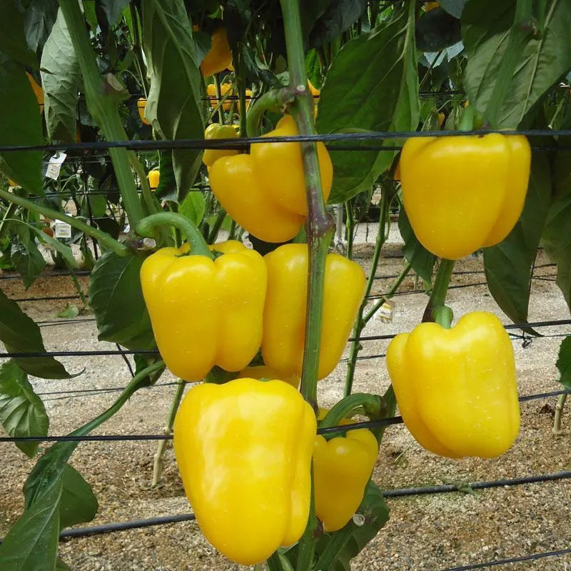 Pepper Deniro F1 Organic