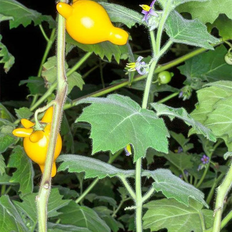 Semillas de fruta de pezón ~ Ubre de vaca ~ Fruta de teta ~ Manzana de Sodoma (Solanum mammosum) ~ Fruta de pezón Fruta extraña de la familia Solanum