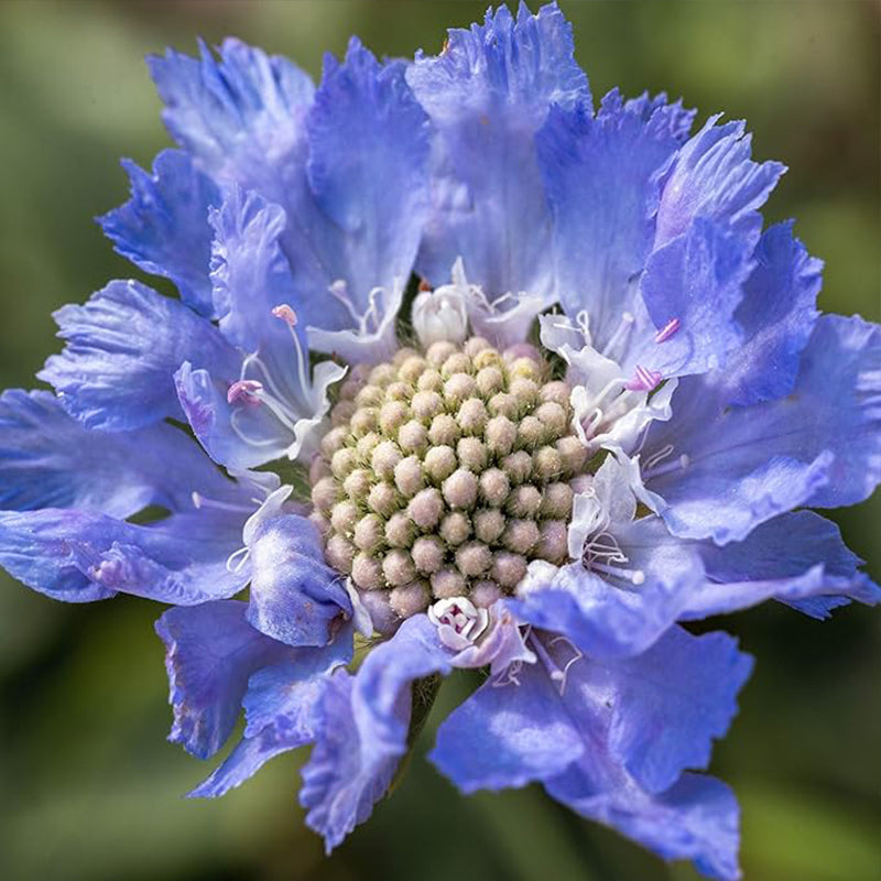Semillas de flor de cojín de alfiler de escabiosa azul perenne para plantar