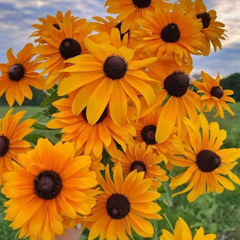 Bicolor Gloriosa Black-Eyed Susan Seeds