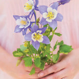 Columbine, Early Bird Blue & White